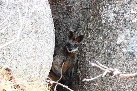 Koalas And Kangaroo In The Wild Tour From Melbourne - Attractions 27