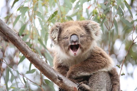 Koalas And Kangaroo In The Wild Tour From Melbourne - Attractions 28