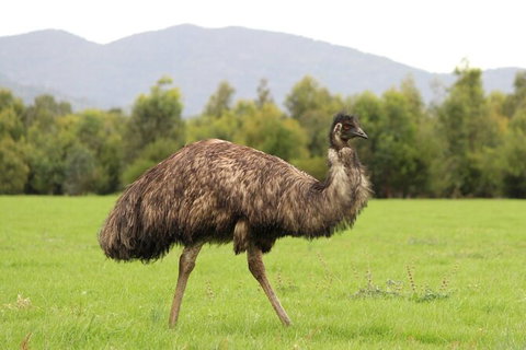 Koalas And Kangaroo In The Wild Tour From Melbourne - Attractions 29