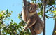 Koalas And Kangaroo In The Wild Tour From Melbourne - thumb 31