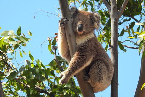 Koalas And Kangaroo In The Wild Tour From Melbourne - Attractions 31