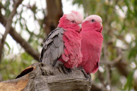 Koalas And Kangaroo In The Wild Tour From Melbourne - Attractions 35