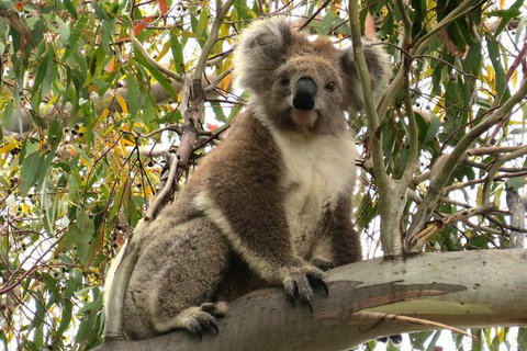Koalas And Kangaroo In The Wild Tour From Melbourne - Attractions 34