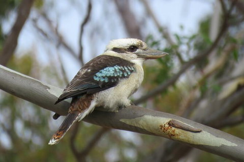 Koalas And Kangaroo In The Wild Tour From Melbourne - Attractions 33