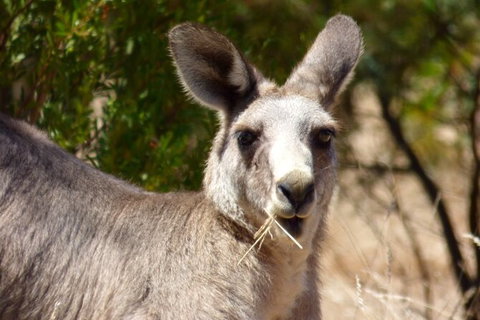 Koalas And Kangaroo In The Wild Tour From Melbourne - Attractions 32