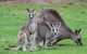 Koalas And Kangaroo In The Wild Tour From Melbourne - thumb 38