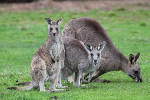 Koalas And Kangaroo In The Wild Tour From Melbourne - Attractions 38