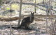 Koalas And Kangaroo In The Wild Tour From Melbourne - thumb 37