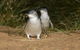 Express Expedition To Phillip Island Penguin Wildlife Encounter Evening Tour - thumb 0