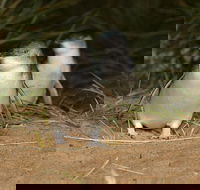 Express Expedition to Phillip Island Penguin Wildlife Encounter Evening Tour - Attractions