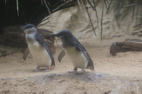 Phillip Island Ultimate Penguin Eco Tour Or Skybox Experience - Attractions 2