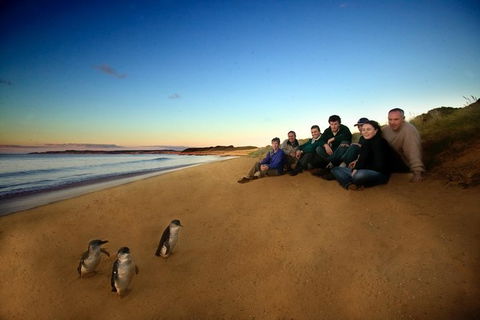 Phillip Island Ultimate Penguin Eco Tour Or Skybox Experience - Attractions 0