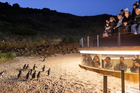 Phillip Island Ultimate Penguin Eco Tour Or Skybox Experience - Attractions 1