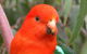 Full-Day Great Ocean Road And 12 Apostles Sunset Tour From Melbourne - thumb 15