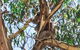 Full-Day Great Ocean Road And 12 Apostles Sunset Tour From Melbourne - thumb 31