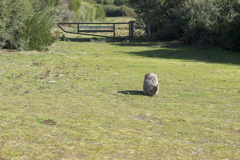 Wilsons Promontory Walking And Sightseeing Tour From Phillip Island - Attractions 9