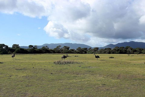 Wilsons Promontory Walking And Sightseeing Tour From Phillip Island - Attractions 8