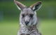 2-Day Melbourne To Adelaide Tour: Great Ocean Road And Grampians One Way Trip - thumb 1