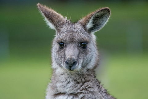 2-Day Melbourne To Adelaide Tour: Great Ocean Road And Grampians One Way Trip - Attractions 1