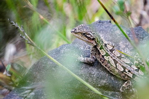 2-Day Melbourne To Adelaide Tour: Great Ocean Road And Grampians One Way Trip - Attractions 4