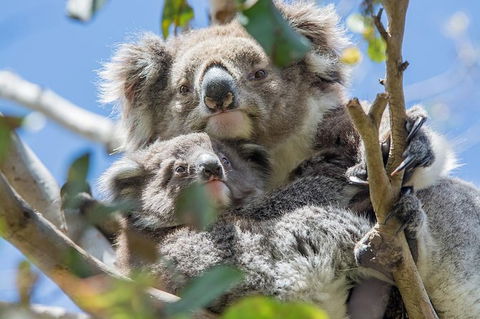 2-Day Great Ocean Road And Phillip Island Tour With Penguin Parade - Attractions 5
