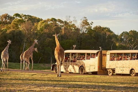 Sunset Safari At Werribee Open Range Zoo - Attractions 0