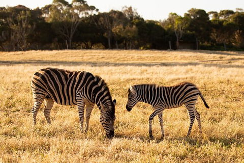 Sunset Safari At Werribee Open Range Zoo - Attractions 4