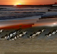 Phillip Island Penguin Parade Day Trip with Koala Park - Attractions