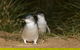 Boutique Journey To Phillip Island With Penguin Parade In Stylish Mercedes-Benz - thumb 1