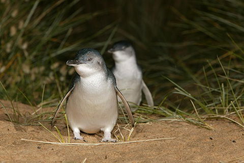 Boutique Journey To Phillip Island With Penguin Parade In Stylish Mercedes-Benz - Attractions 1