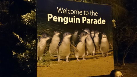 Boutique Journey To Phillip Island With Penguin Parade In Stylish Mercedes-Benz - Attractions 2