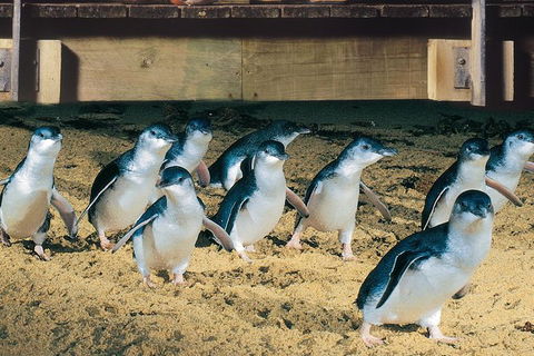 Half Day Phillip Island Penguin Parade PLUS Tour - Attractions 0