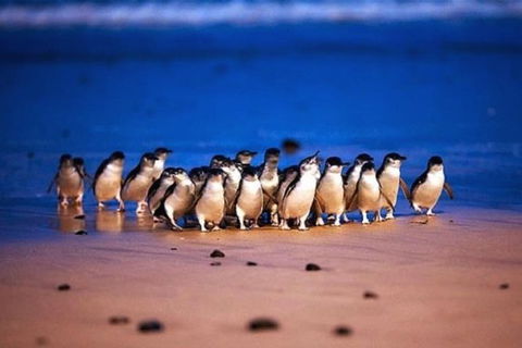 Half Day Phillip Island Penguin Parade PLUS Tour - Attractions 1