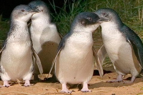 Private Phillip Island Penguin Tour With Personal Tour Guide - Attractions 0