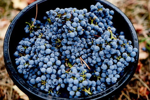 Half Day Yarra Valley Winery Day Trip From Melbourne - See Attractions 4