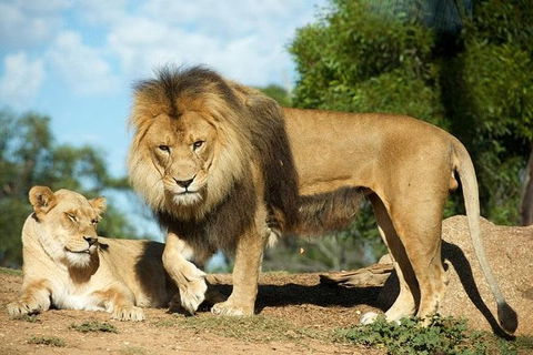 Werribee Open Range Zoo General Admission Ticket - Attractions 0