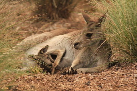 Werribee Open Range Zoo General Admission Ticket - Attractions 7