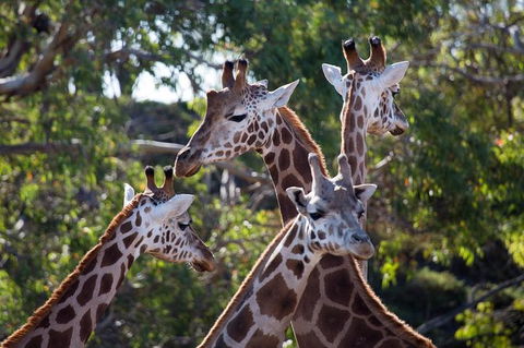 Werribee Open Range Zoo General Admission Ticket - Attractions 6