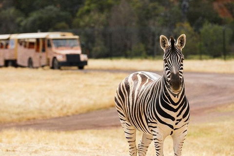Werribee Open Range Zoo General Admission Ticket - Attractions 5