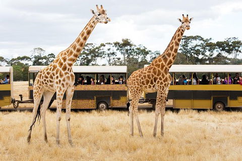 Werribee Open Range Zoo General Admission Ticket - Attractions 2