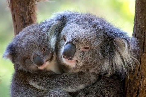Yarra Valley Private Tour Including Healesville Sanctuary And Wineries - Attractions 1