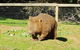 Pure Nature - Phillip Island, Penguins & Exclusive Wildlife Sanctuary Encounter - thumb 4