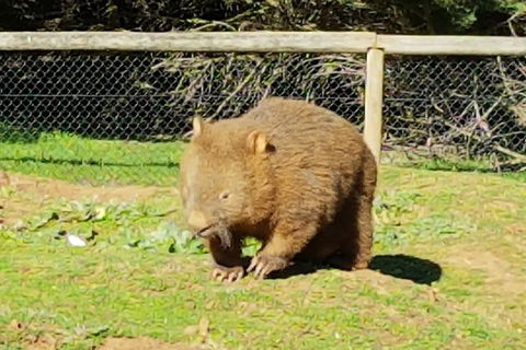 Pure Nature - Phillip Island, Penguins & Exclusive Wildlife Sanctuary Encounter - Attractions 4