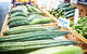 Queen Victoria Market Ultimate Foodie Tour - thumb 4