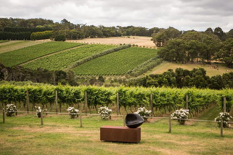 Montalto Vineyard: Mornington Peninsula Discovery Wine Tasting And Lunch - Attractions 0