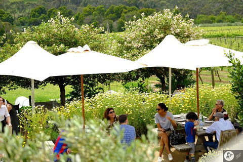 Montalto Vineyard: Mornington Peninsula Discovery Wine Tasting And Lunch - Attractions 6