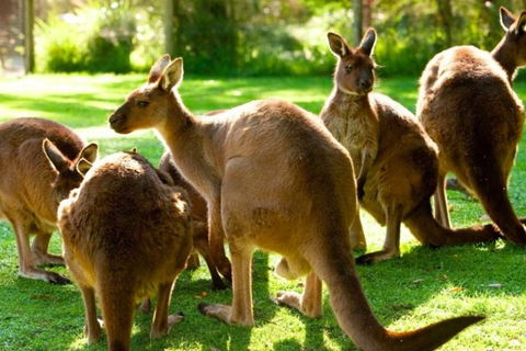 Steam Train, Yarra Valley & Healesville Wildlife Sanctuary Full Day Tour - Attractions 1