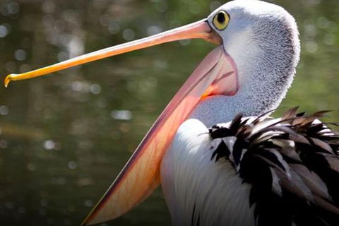 Steam Train, Yarra Valley & Healesville Wildlife Sanctuary Full Day Tour - Attractions 4