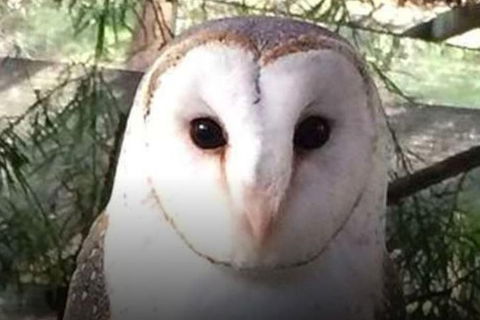 Steam Train, Yarra Valley & Healesville Wildlife Sanctuary Full Day Tour - Attractions 5