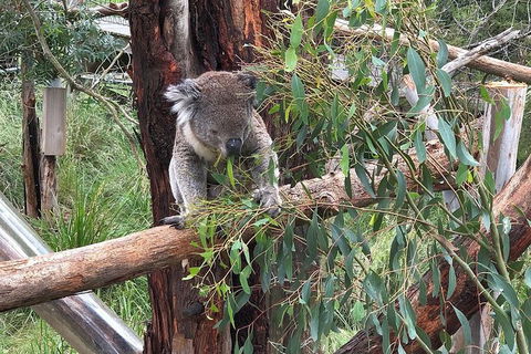 Day Tour Of Phillip Island, The Surrounding Region And Wine Tasting - Attractions 10